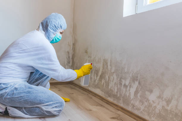 Licensed Commercial Mold Remediation service in Richardsville, VA - Car Mold Remediation