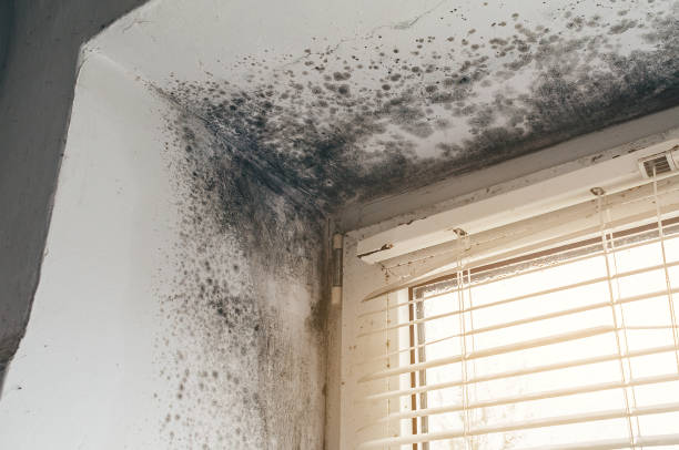Affordable Commercial Mold Remediation solutions in Richardsville, VA